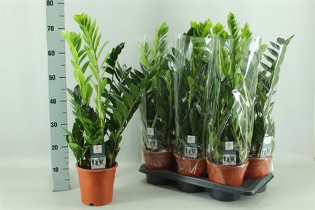 Горшечные цветы и растения оптом Zamioculcas 5+ от 6шт из Голландии с доставкой по России