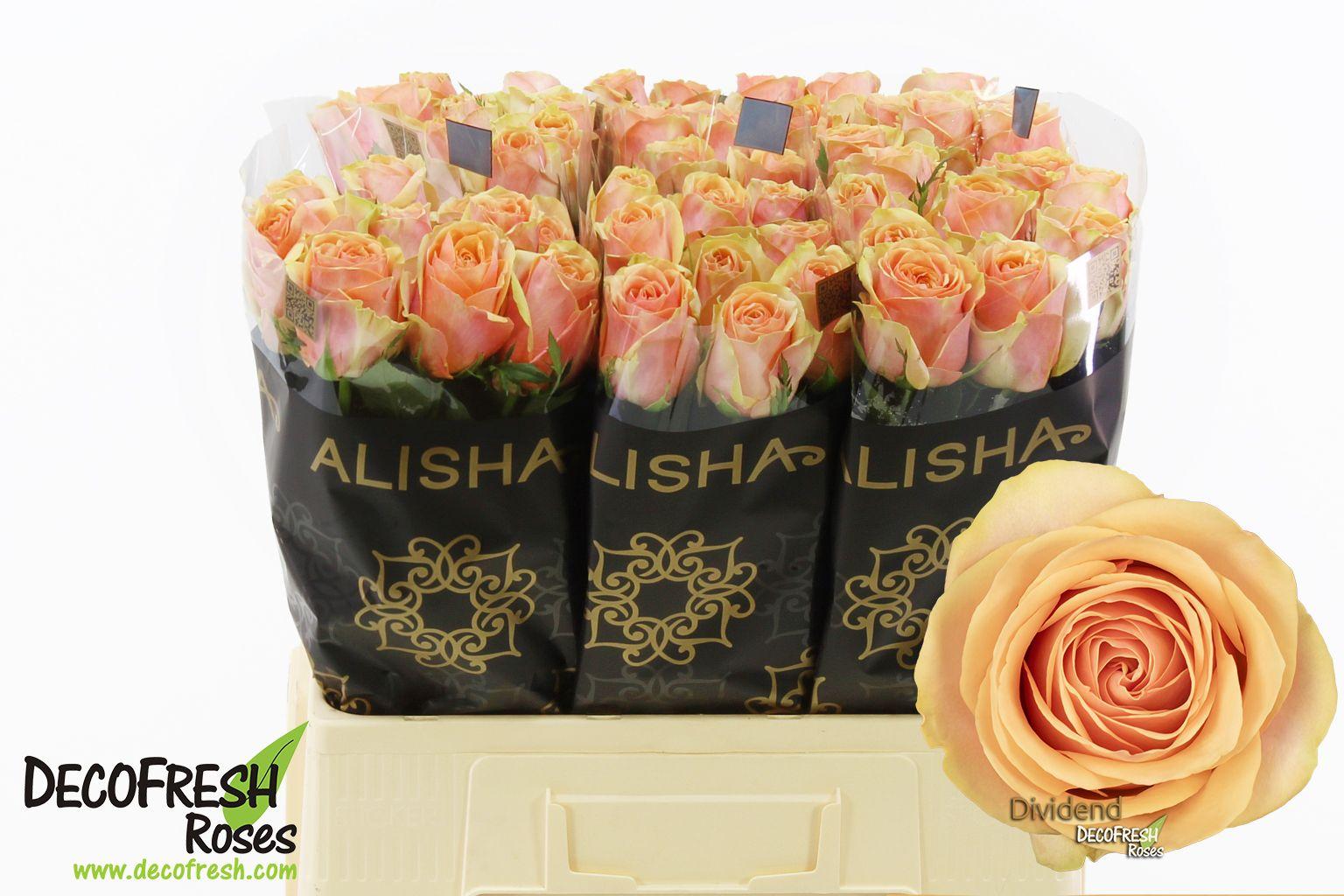 Срезанные цветы оптом Rosa large dividend от 60шт из Голландии с доставкой по России