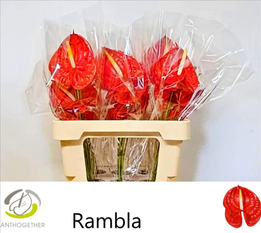 Срезанные цветы оптом Anthurium rambla от 30шт из Голландии с доставкой по России