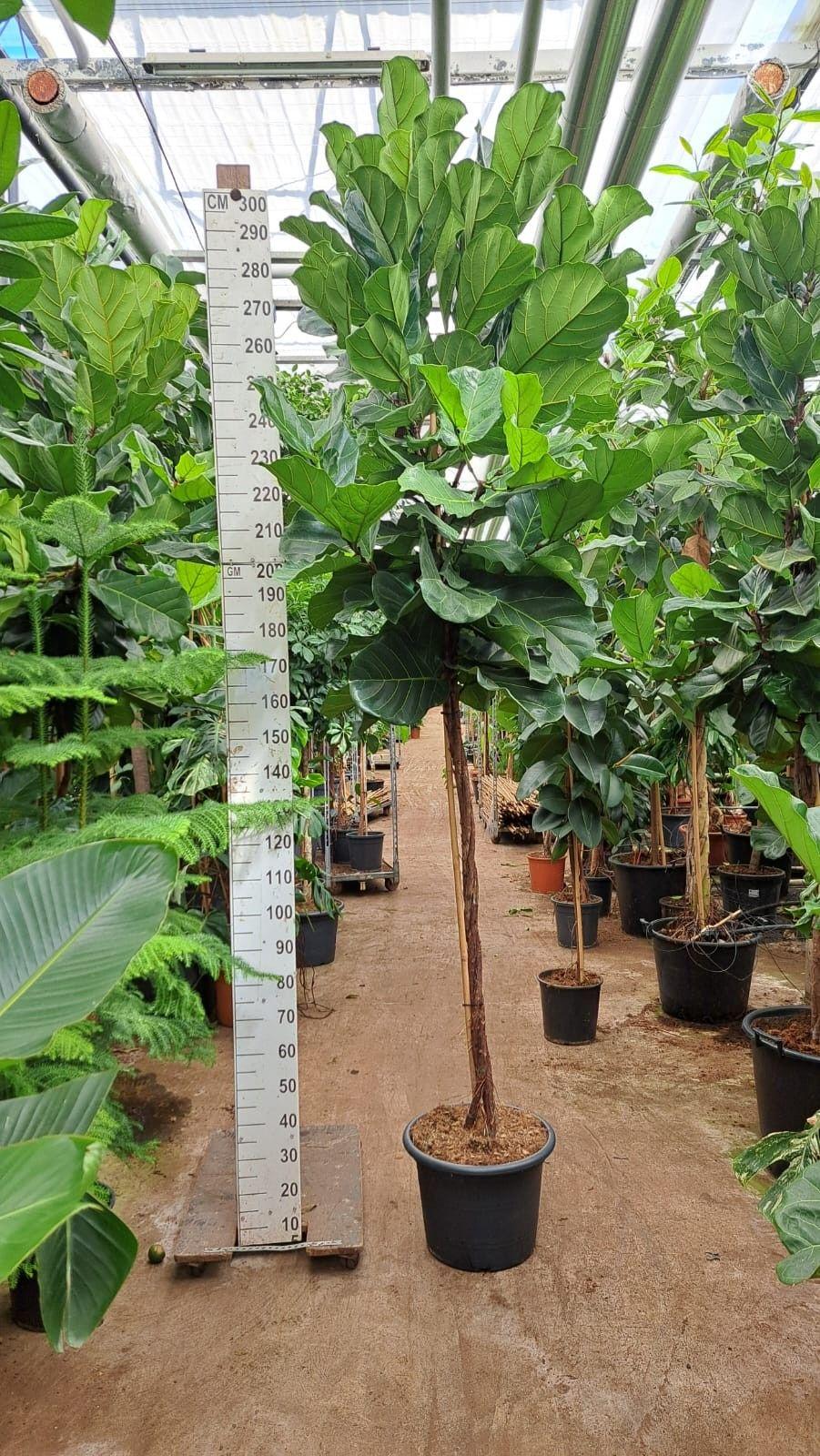 Горшечные цветы и растения оптом Ficus Lyrata Twisted Stem от 1шт из Голландии с доставкой по России