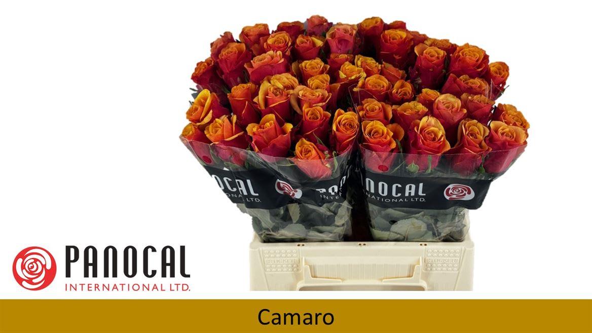 Срезанные цветы оптом Rosa large camaro от 440шт из Голландии с доставкой по России
