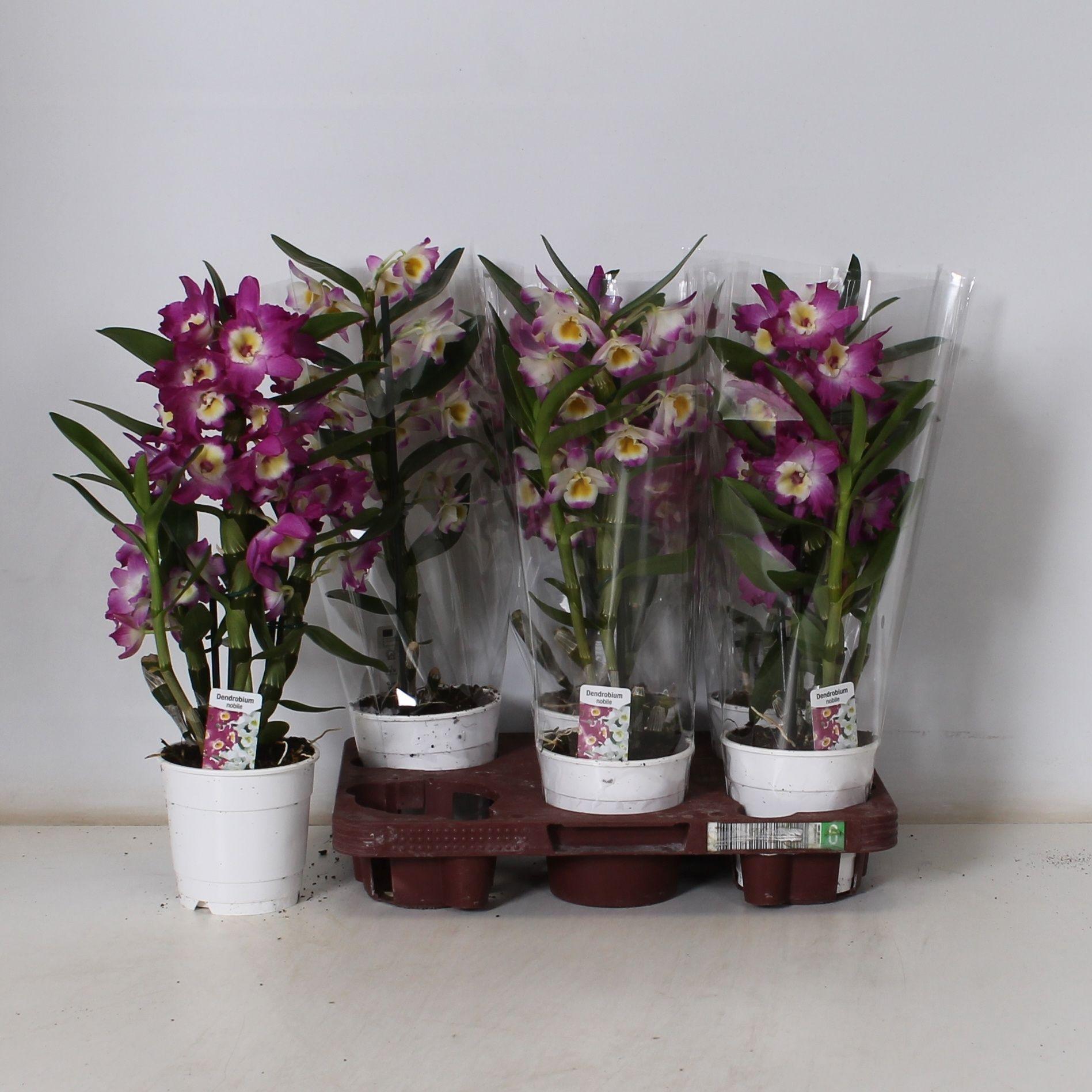 Горшечные цветы и растения оптом Dendr N Gem от 6шт из Голландии с доставкой по России