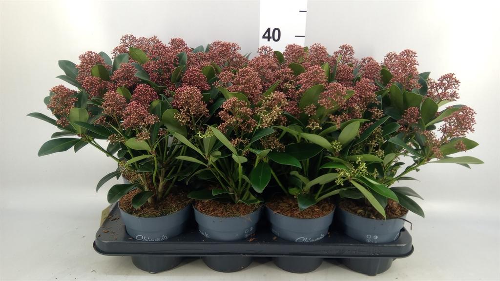 Горшечные цветы и растения оптом Skimmia Jap. rubella от 8шт из Голландии с доставкой по России