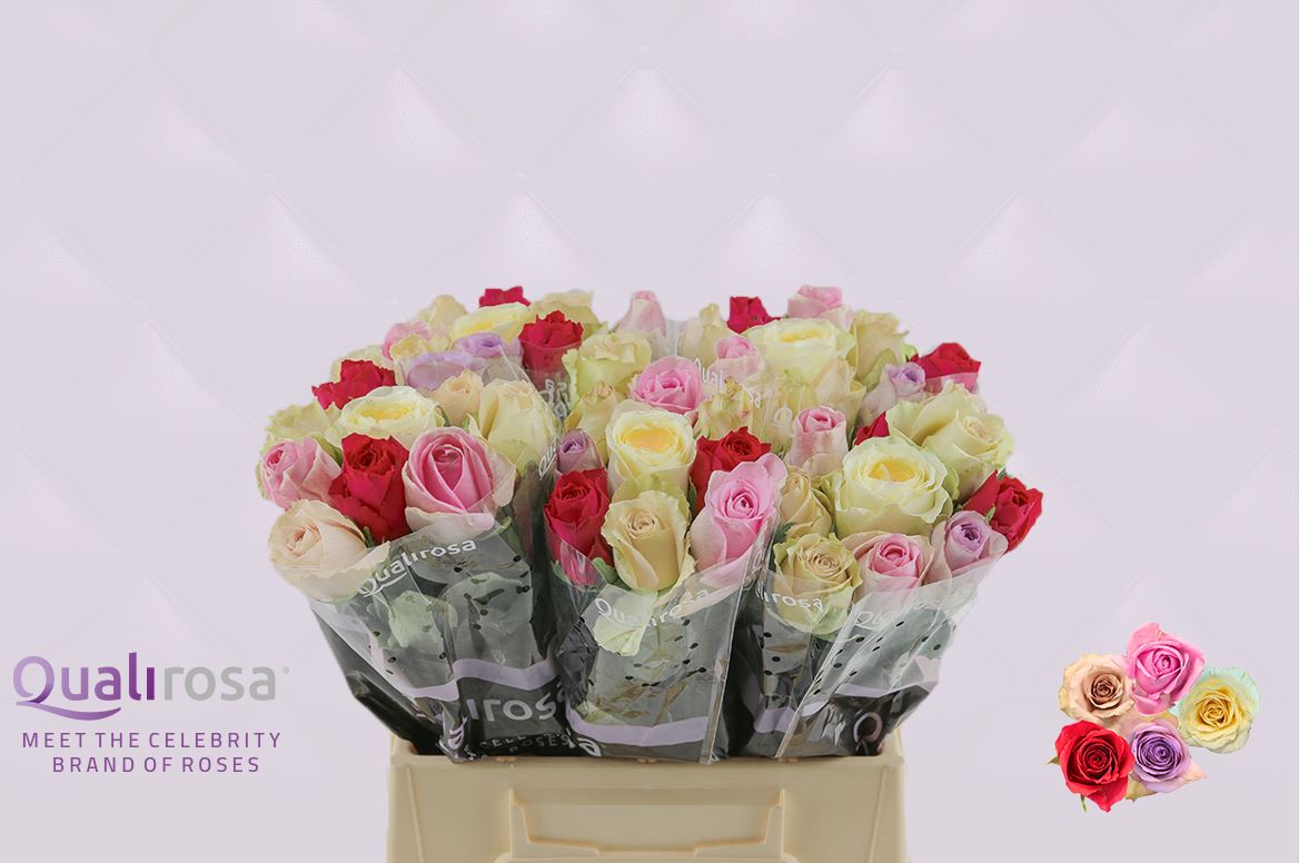 Срезанные цветы оптом Rosa large mix rainbow (mixbunch) от 50шт из Голландии с доставкой по России