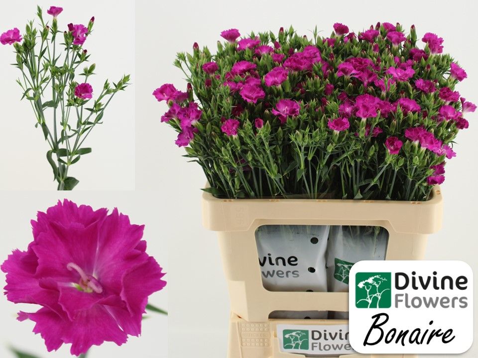 Срезанные цветы оптом Dianthus sp raffine bonaire от 60шт из Голландии с доставкой по России