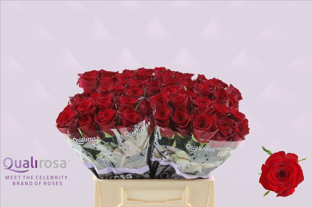 Срезанные цветы оптом Rosa large monte carlo от 50шт из Голландии с доставкой по России