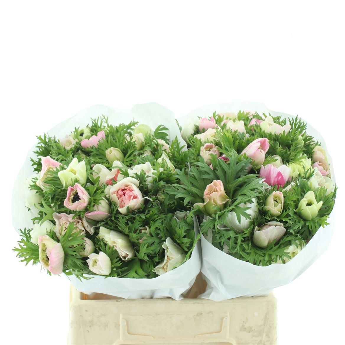 Срезанные цветы оптом Anemone levante rosa от 100шт из Голландии с доставкой по России