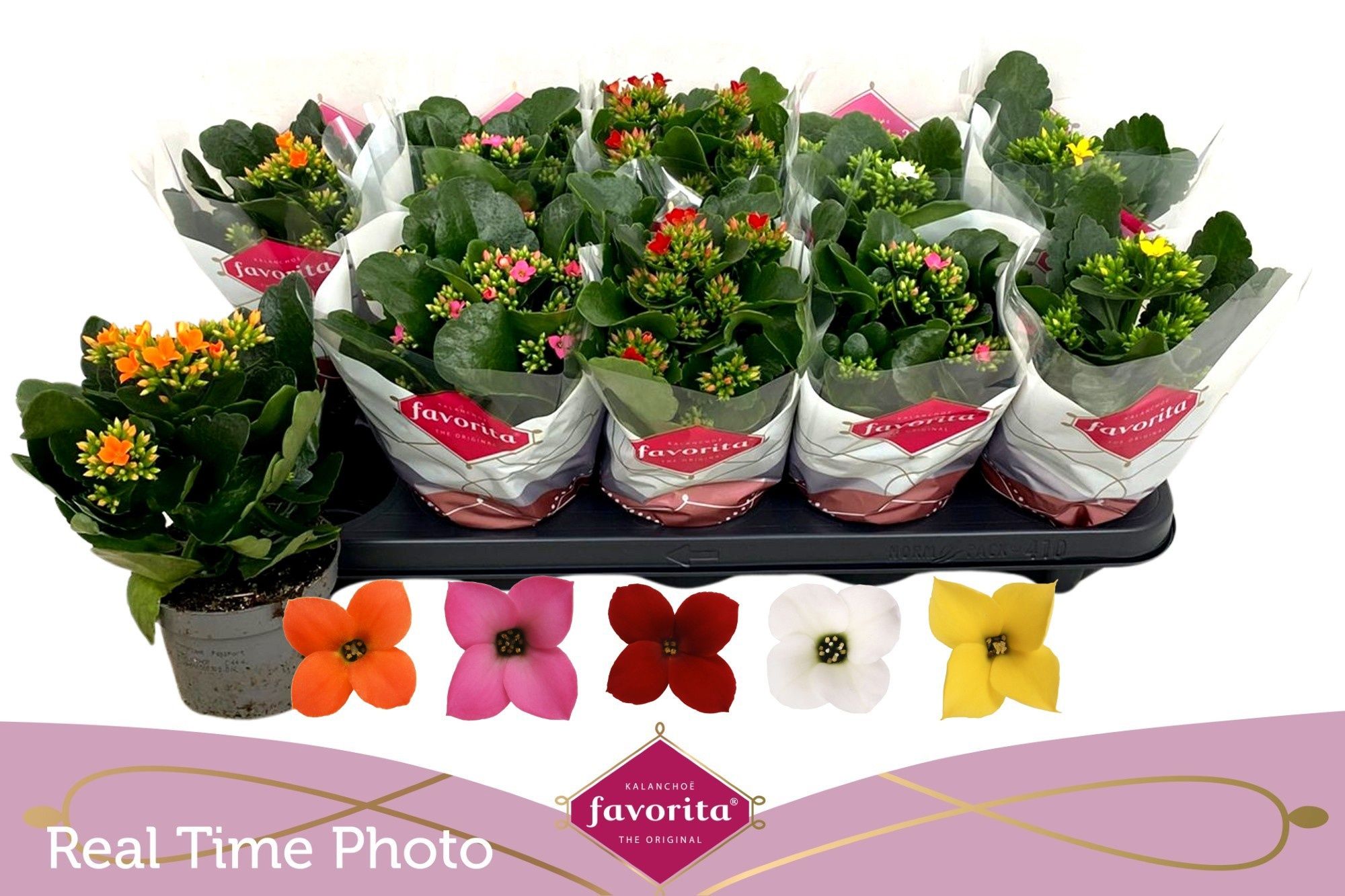 Горшечные цветы и растения оптом Kal En Gem 6 Kl от 10шт из Голландии с доставкой по России