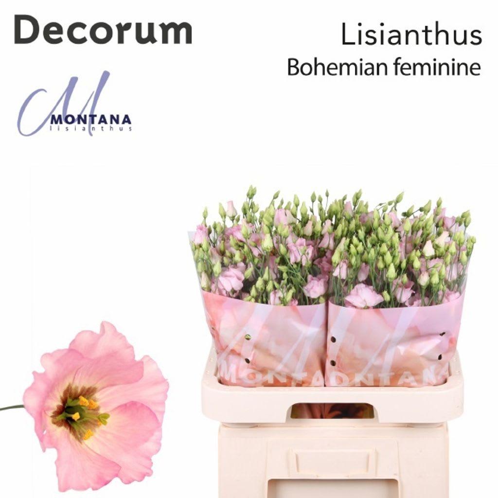 Срезанные цветы оптом Lisianthus si bohemian pink от 60шт. из Голландии с доставкой по России