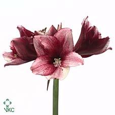 Срезанные цветы оптом Hippeastrum daphne от 12шт из Голландии с доставкой по России