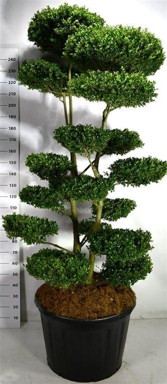 Горшечные цветы и растения оптом Ilex Crenata ellipta Convex A от 1шт из Голландии с доставкой по России