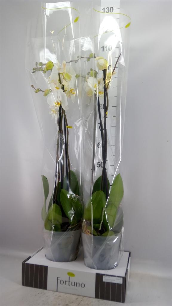Горшечные цветы и растения оптом Phalaenopsis ...white A от 2шт из Голландии с доставкой по России