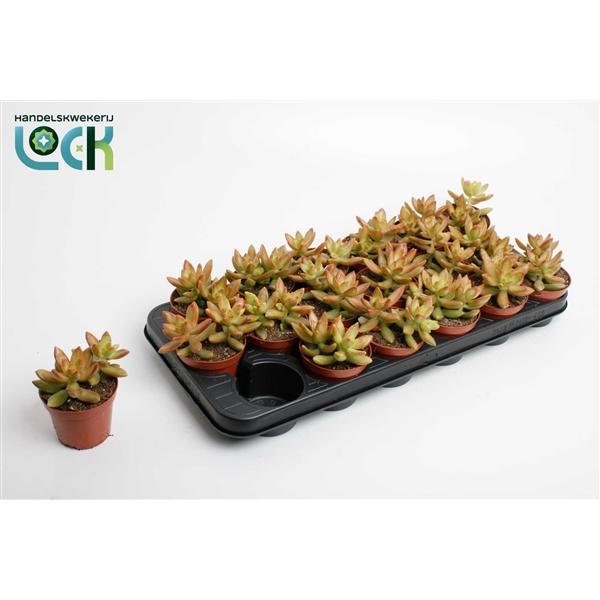 Горшечные цветы и растения оптом Sedum Adolphii от 12шт (для телеги) из Голландии с доставкой по России