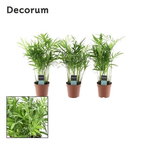 Горшечные цветы и растения оптом Chamaedorea Elegans (decorum) от 16шт из Голландии с доставкой по России