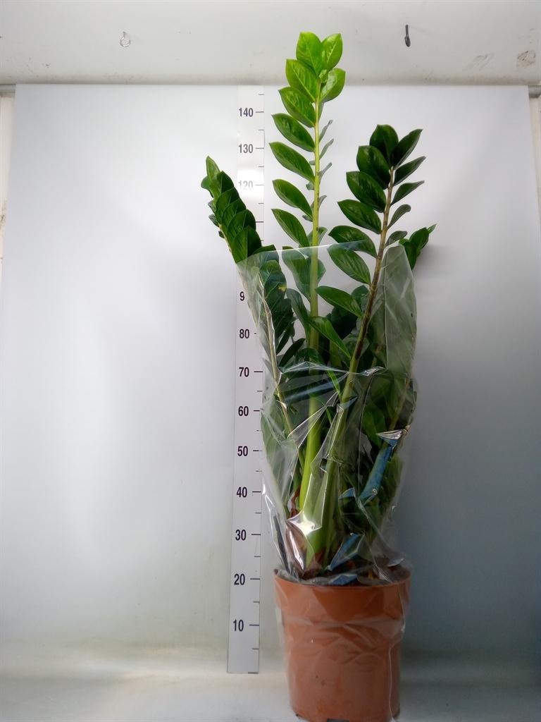 Горшечные цветы и растения оптом Zamioculcas Zamiifolia от 1шт из Голландии с доставкой по России