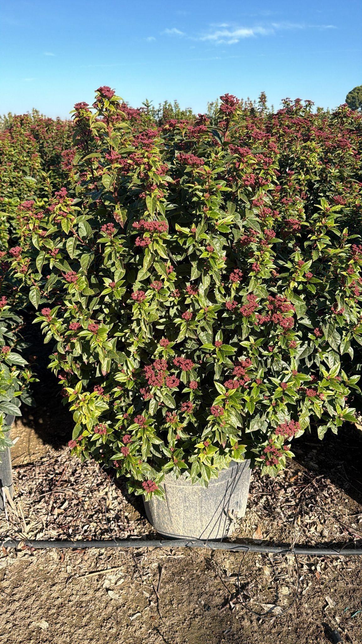 Горшечные цветы и растения оптом Vibu Tinus Spirit от 1шт из Голландии с доставкой по России