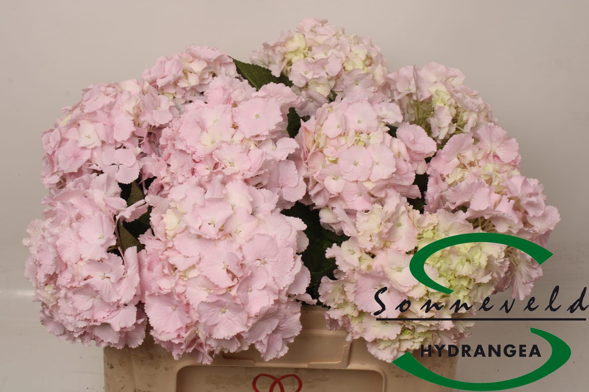 Срезанные цветы оптом Hydrangea lollipop pink от 10шт из Голландии с доставкой по России