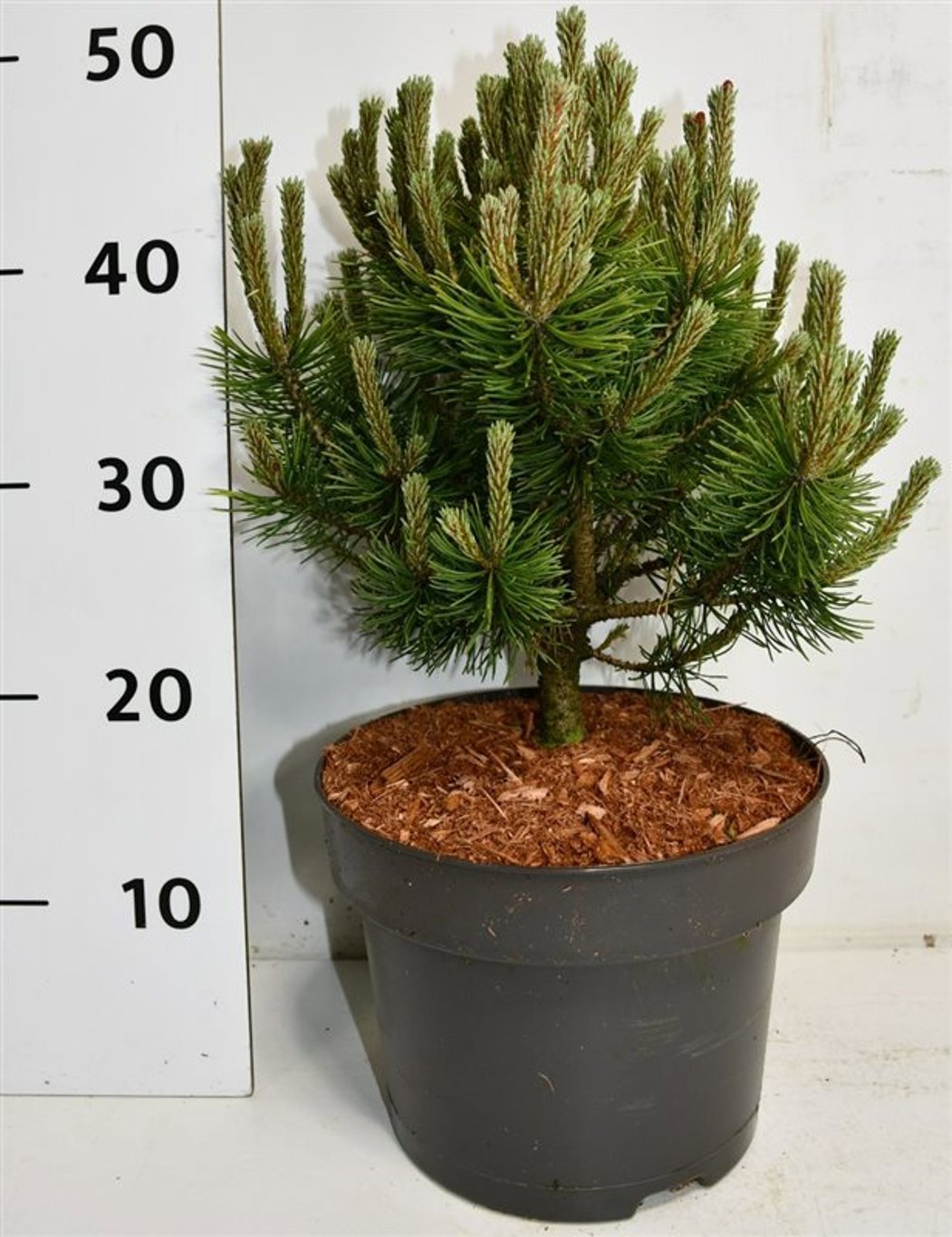 Горшечные цветы и растения оптом Pinus Mugo Mops от 1шт из Голландии с доставкой по России
