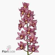 Срезанные цветы оптом Cymbidium pink cynthia от 9шт. из Голландии с доставкой по России