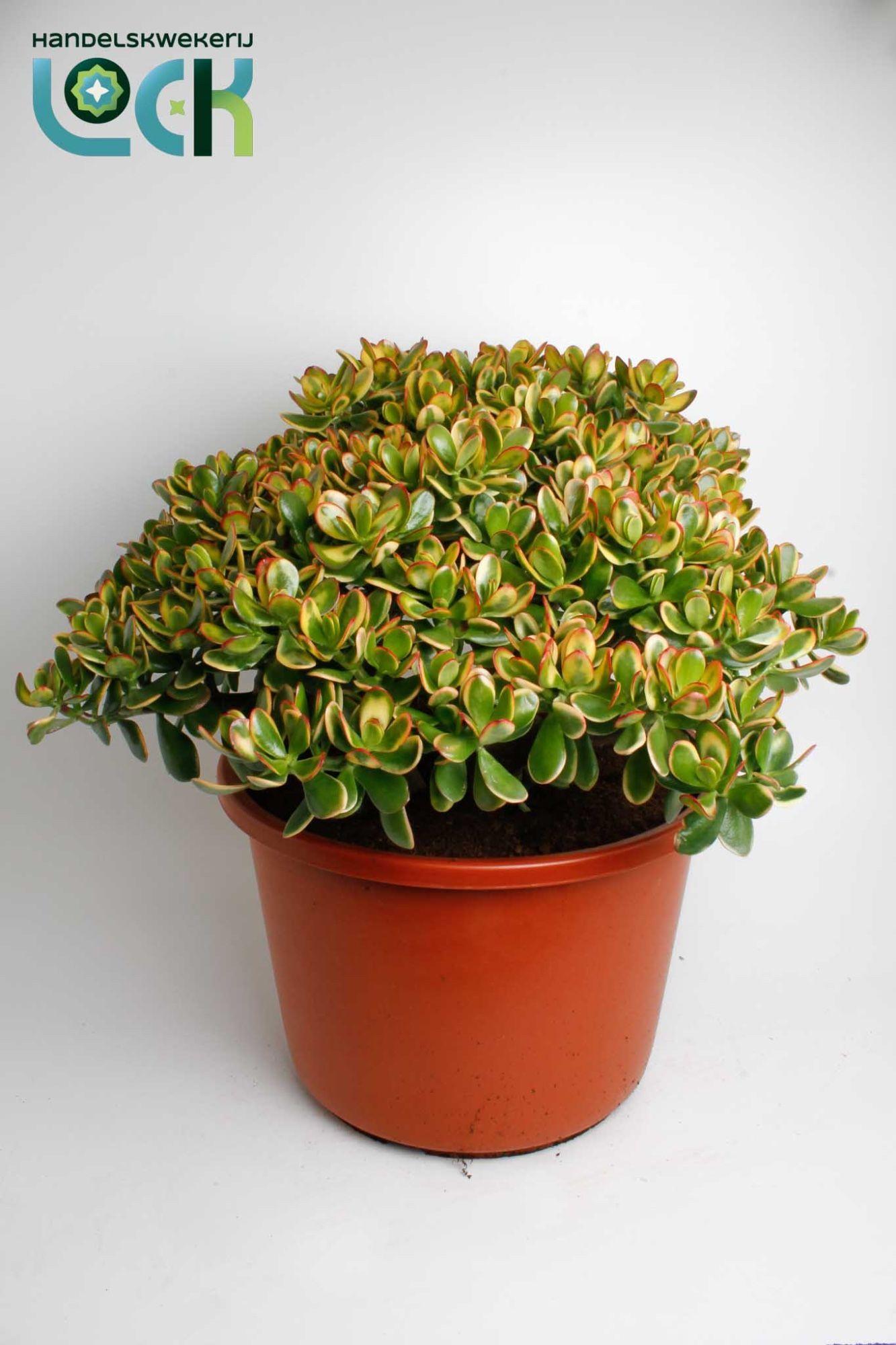 Горшечные цветы и растения оптом Crassula Sunset от 1шт из Голландии с доставкой по России