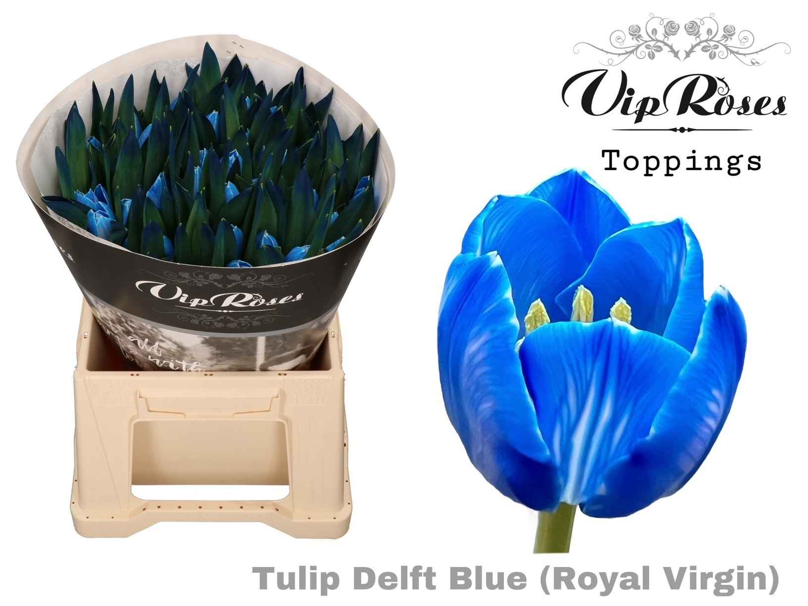 Срезанные цветы оптом Tulipa si paint delft blue от 50шт из Голландии с доставкой по России