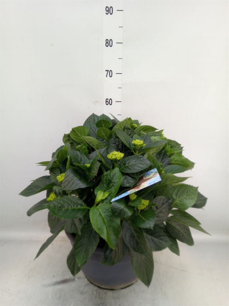 Горшечные цветы и растения оптом Hydrangea Mac. от 1шт из Голландии с доставкой по России