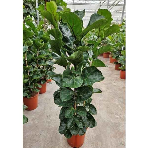 Горшечные цветы и растения оптом Ficus Lyrata Bambino 3pp от 1шт из Голландии с доставкой по России