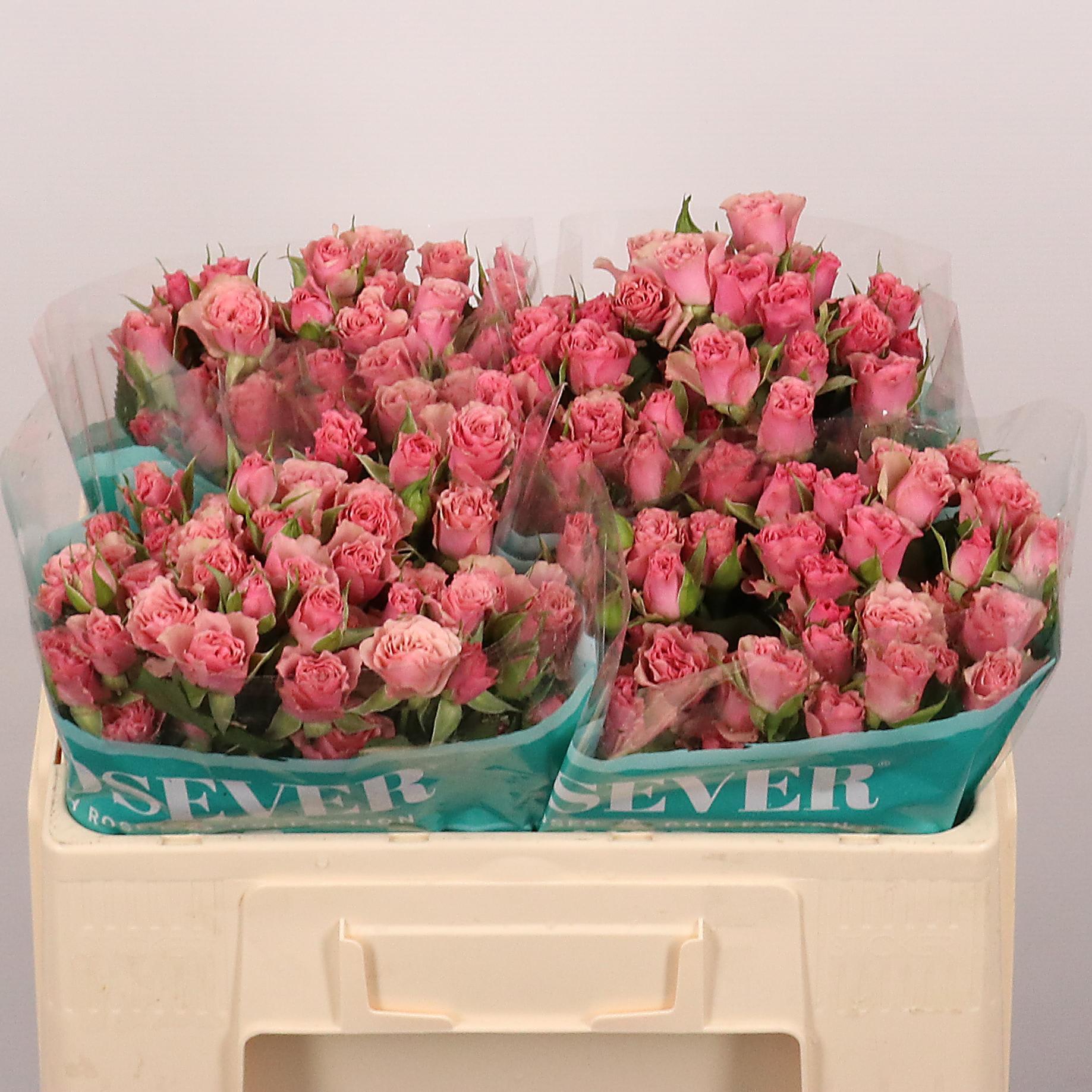 Срезанные цветы оптом Rosa spray vintage rosever от 30шт из Голландии с доставкой по России