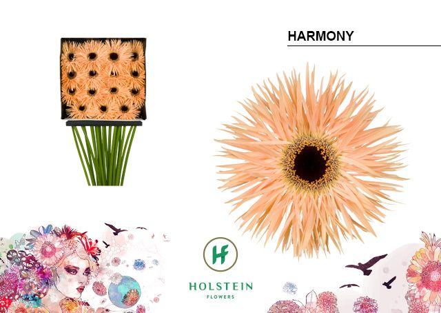 Срезанные цветы оптом Gerbera diamond gerspider harmony от 15шт из Голландии с доставкой по России