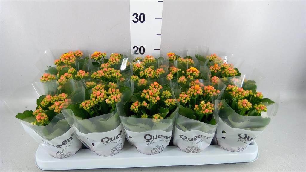 Горшечные цветы и растения оптом Kalanchoe roseflow Dylan от 15шт (для телеги) из Голландии с доставкой по России