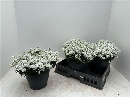 Горшечные цветы и растения оптом Iber Se Fischbeck от 3шт из Голландии с доставкой по России