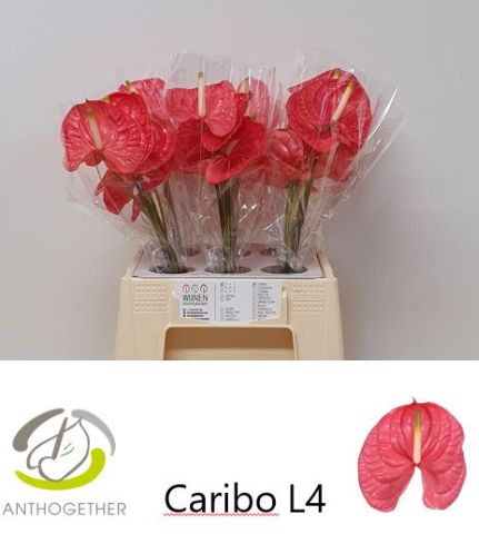 Срезанные цветы оптом Anthurium caribo от 30шт из Голландии с доставкой по России