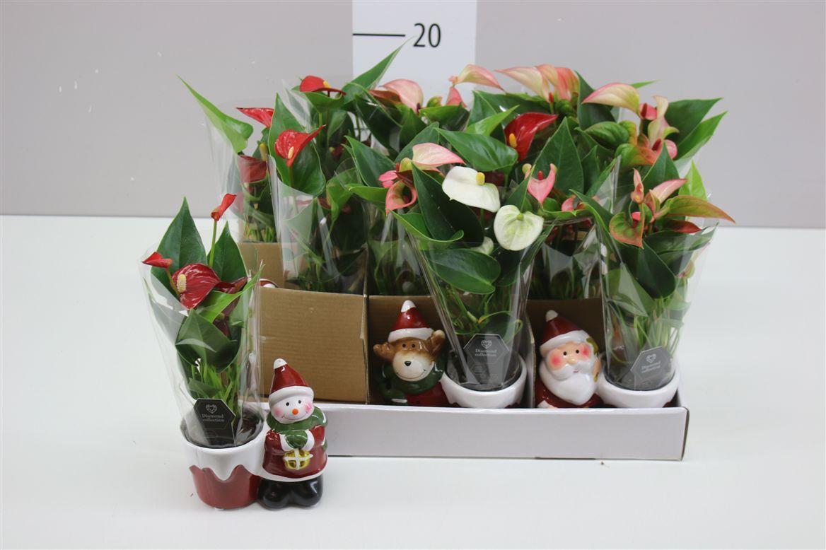 Горшечные цветы и растения оптом Anth An Gemengd Keramiek от 12шт (для телеги) из Голландии с доставкой по России