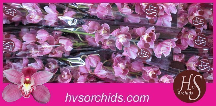 Срезанные цветы оптом Cymbidium pink braemar от 10шт из Голландии с доставкой по России