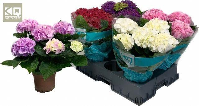 Горшечные цветы и растения оптом Hydr M Gem от 6шт из Голландии с доставкой по России