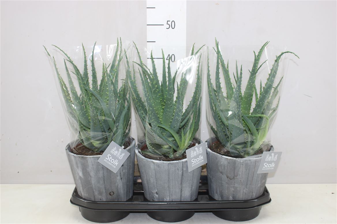 Горшечные цветы и растения оптом Aloe Arborescens In Wood от 3шт из Голландии с доставкой по России