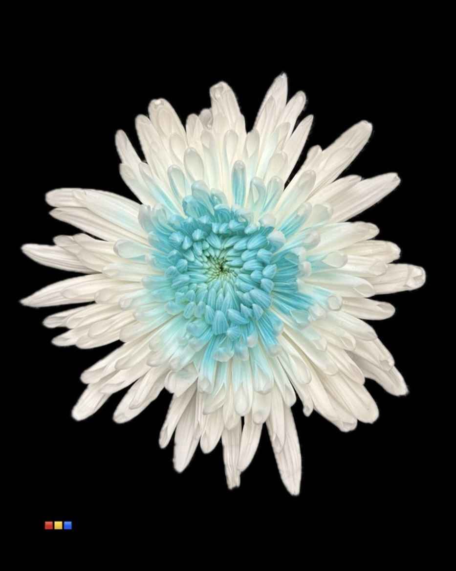 Срезанные цветы оптом Chrys bl paint anastasia white + blue light от 60шт из Голландии с доставкой по России