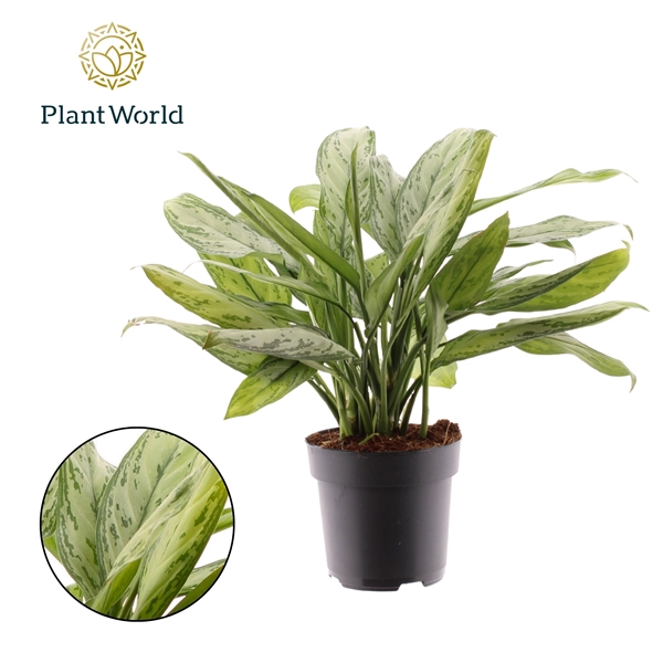 Горшечные цветы и растения оптом Aglaonema Silver Queen (decorum) от 6шт из Голландии с доставкой по России