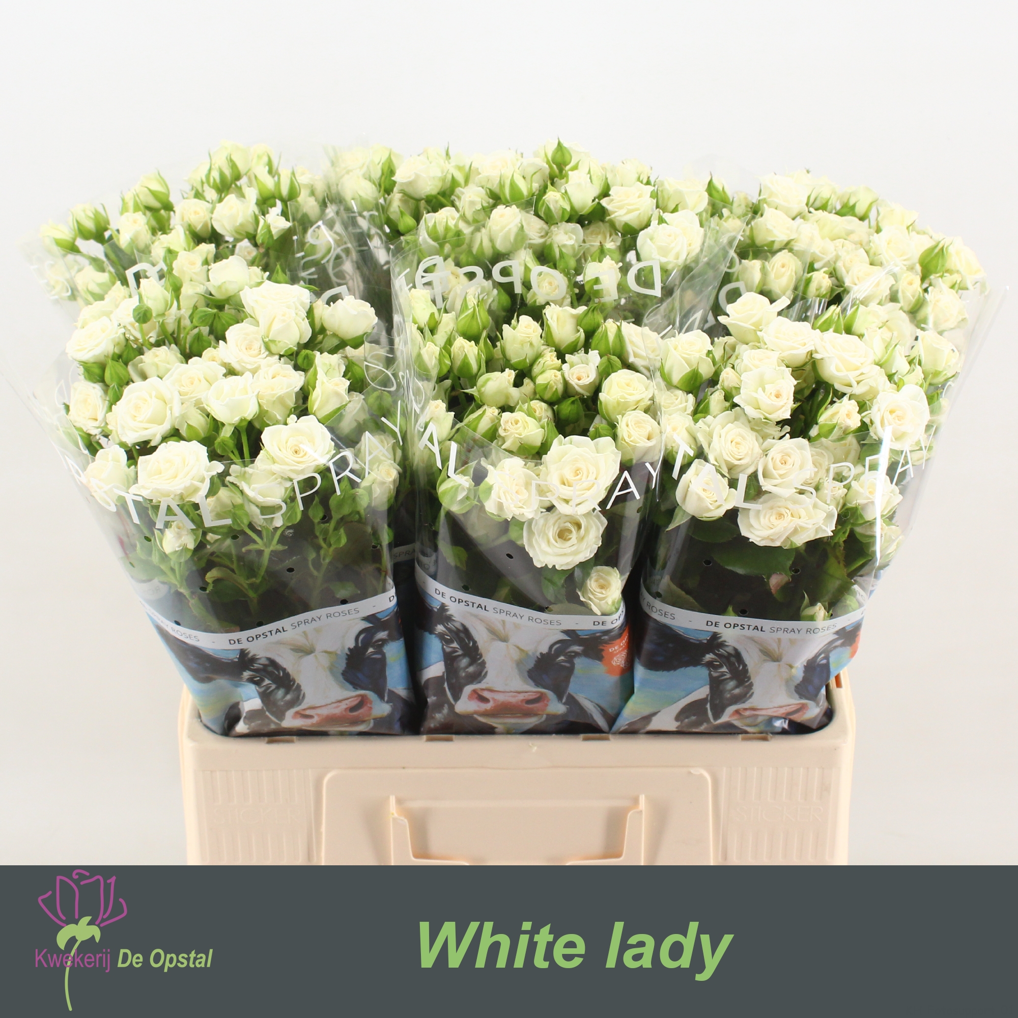 Срезанные цветы оптом Rosa spray white lady от 30шт из Голландии с доставкой по России