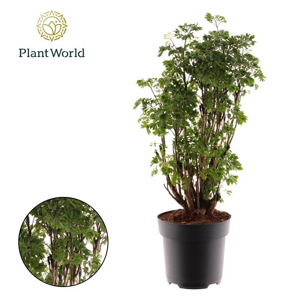 Горшечные цветы и растения оптом Polyscias Roble Branched от 6шт из Голландии с доставкой по России Горшечные цветы и растения оптом Polyscias Roble Branched от 6шт из Голландии с доставкой по России