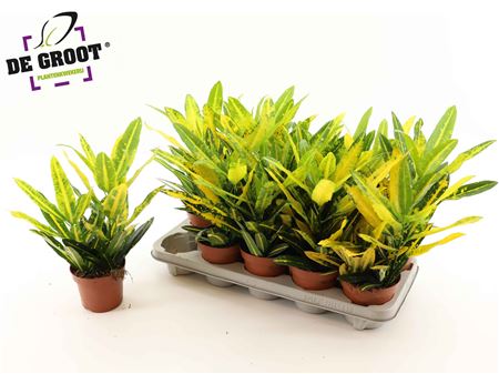 Горшечные цветы и растения оптом Codiaeum Sunny Star от 10шт из Голландии с доставкой по России