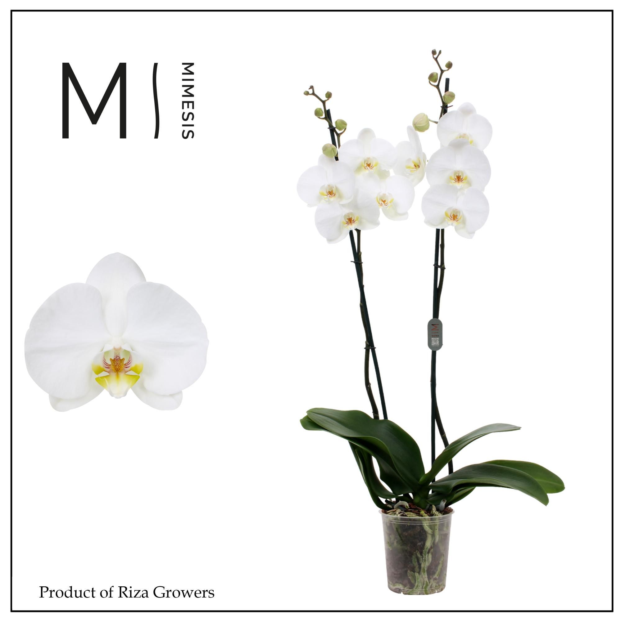 Горшечные цветы и растения оптом Phal 2st White Bigflower 16+(mimesis) от 10шт из Голландии с доставкой по России