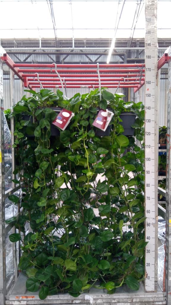 Горшечные цветы и растения оптом Epipremnum Pinn. global Green от 1шт из Голландии с доставкой по России