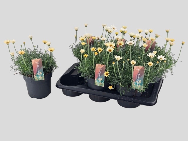 Горшечные цветы и растения оптом Rhodan H Zagora Yell от 6шт из Голландии с доставкой по России