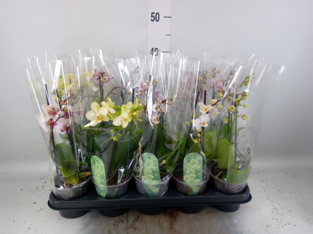 Горшечные цветы и растения оптом Phalaenopsis Multi.   ...mix  4 от 10шт из Голландии с доставкой по России