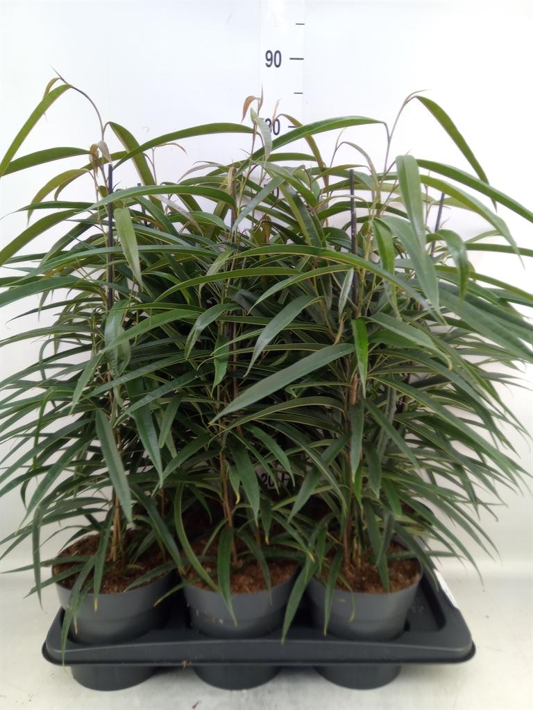 Горшечные цветы и растения оптом Ficus Bin Alii от 6шт из Голландии с доставкой по России