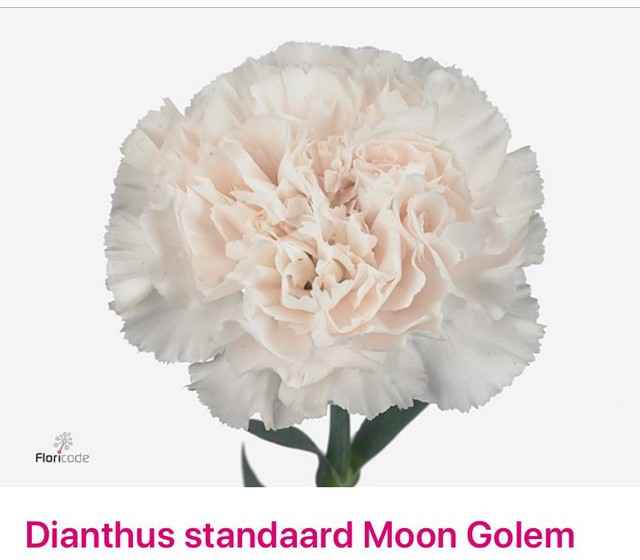 Срезанные цветы оптом Dianthus st moon golem от 80шт из Голландии с доставкой по России