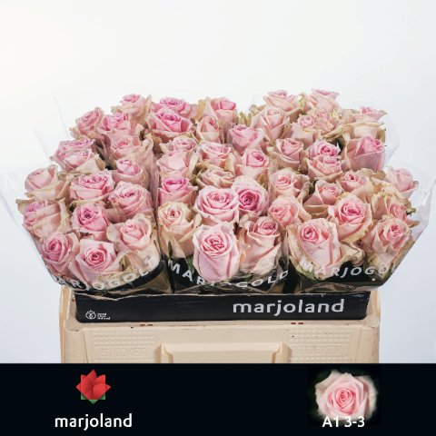 Срезанные цветы оптом Rosa large sweet dolomiti от 50шт из Голландии с доставкой по России