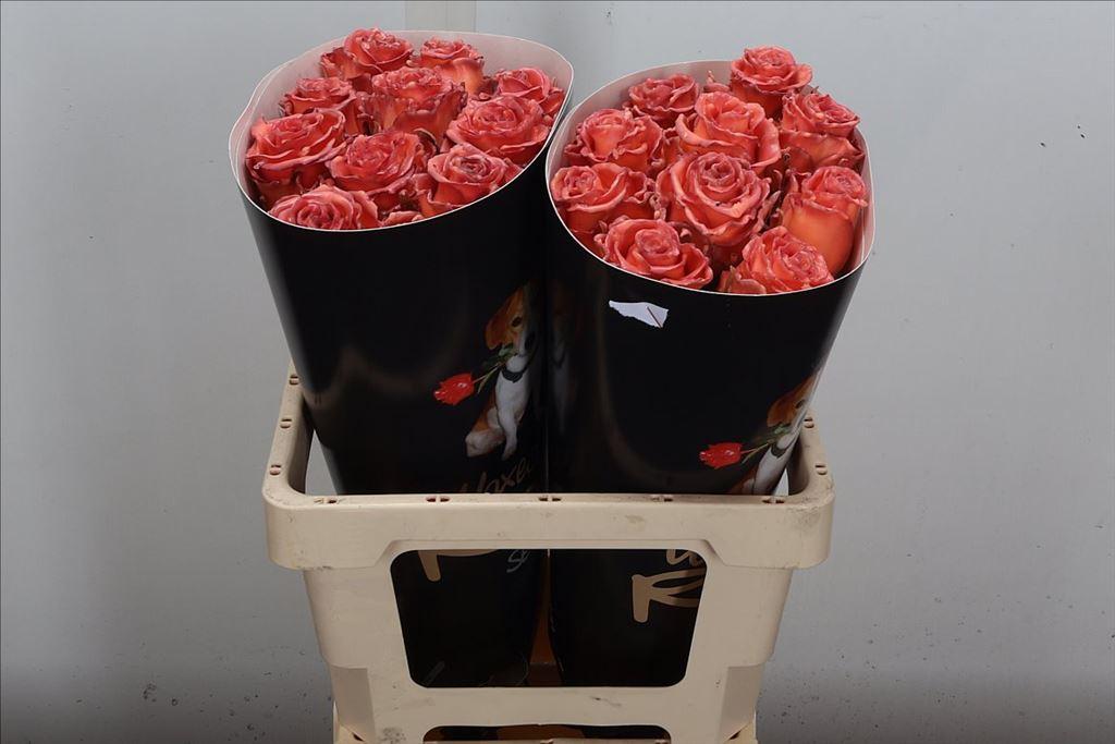 Срезанные цветы оптом Rosa large wax classic oceana от 20шт из Голландии с доставкой по России