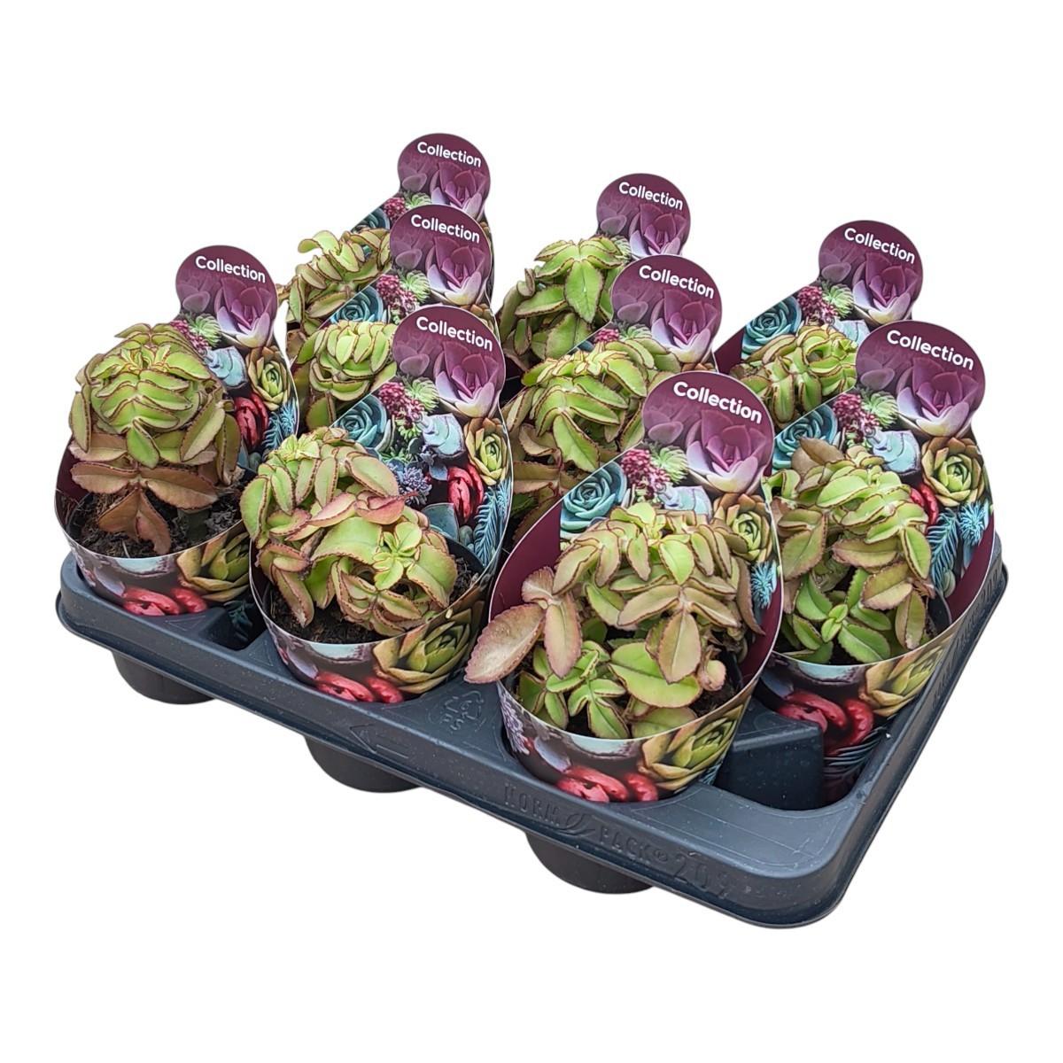 Горшечные цветы и растения оптом Kalanchoe Prolifera Potcover от 9шт из Голландии с доставкой по России